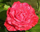 Роза чайно-гибридная RED INTUITION, фото 3