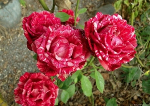Роза чайно-гибридная RED INTUITION - фото 5 - id-p24596012