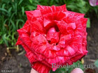 Роза чайно-гибридная RED INTUITION, фото 4
