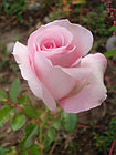 Роза чайно-гибридная Sweet AKITO, фото 3