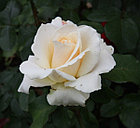 Роза чайно-гибридная VERSILIA, фото 4