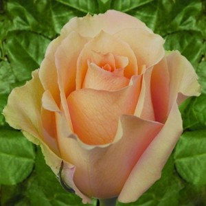 Роза чайно-гибридная VERSILIA