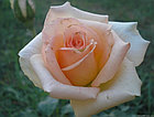 Роза чайно-гибридная VERSILIA, фото 5