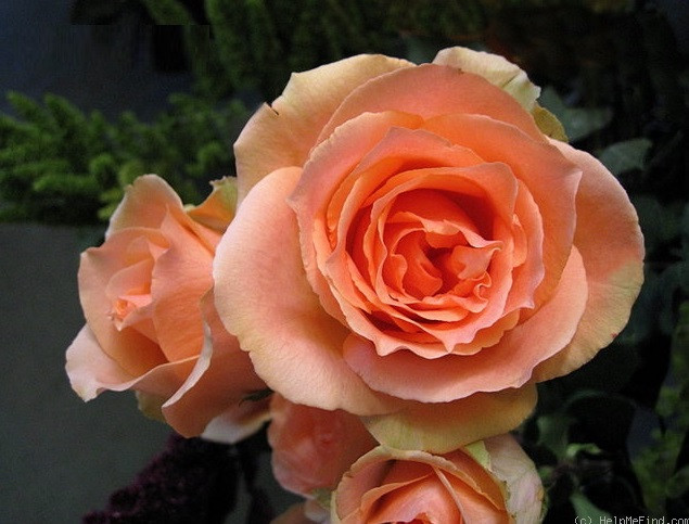 Роза чайно-гибридная VERSILIA - фото 2 - id-p24596099