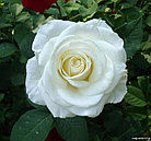 Роза чайно-гибридная VIRGINIA, фото 4