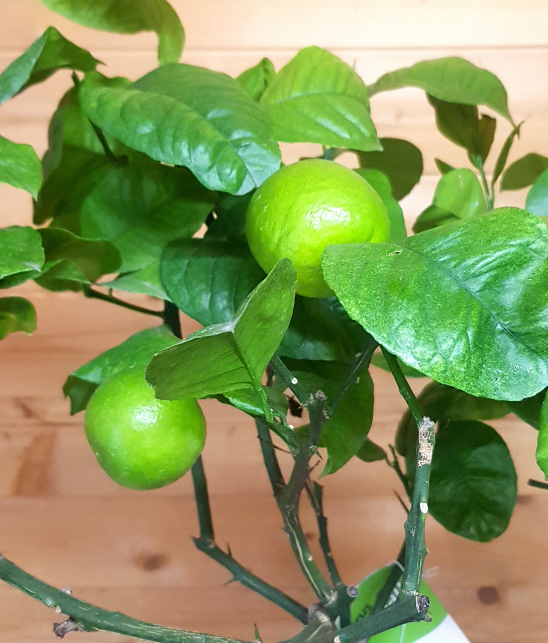 Цитрус Лимон-Апельсин Аркобал (Orange Arcobal (Citrus meyeri x citrus sine) Высота 80-90см Диаметр горшка 20см - фото 2 - id-p172241086