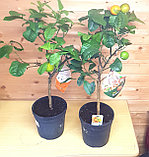 Цитрус Лимон-Апельсин Аркобал (Orange Arcobal (Citrus meyeri x citrus sine) Высота 80-90см Диаметр горшка 20см, фото 2