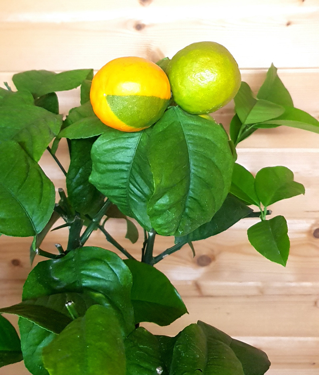 Цитрус Лимон-Апельсин Аркобал (Orange Arcobal (Citrus meyeri x citrus sine) Высота 80-90см Диаметр горшка 20см
