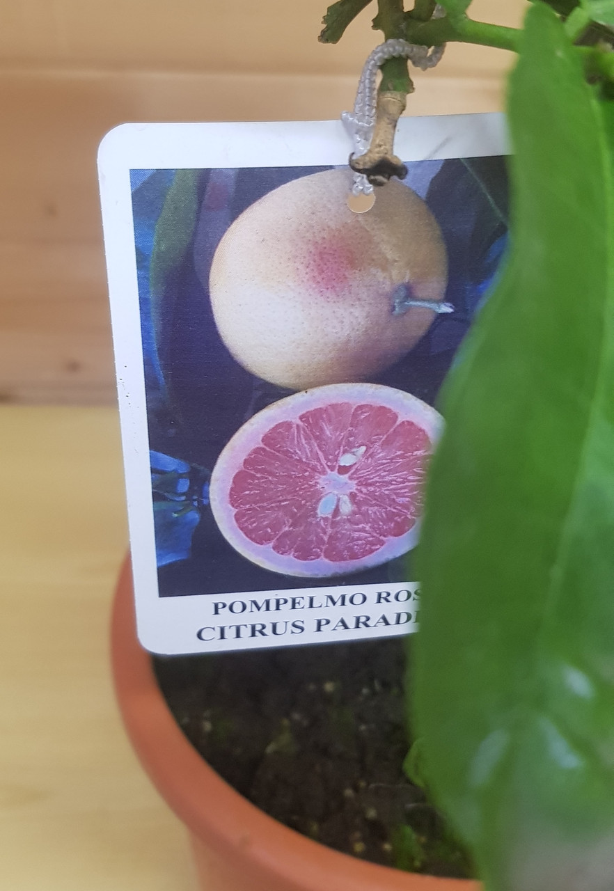 Цитрус Грейпфрут (Pompelmo Rosa Citrus Paradisi) Высота 60 см Диаметр горшка 21см - фото 4 - id-p191969841