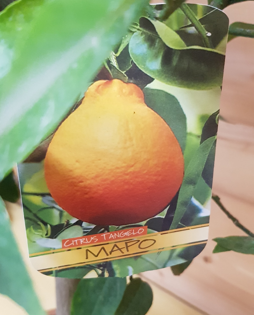 Цитрус Танжело Мапо (Citrus Tangelo Mapo ) Высота 80-90 см Диаметр горшка 21см - фото 2 - id-p191972733