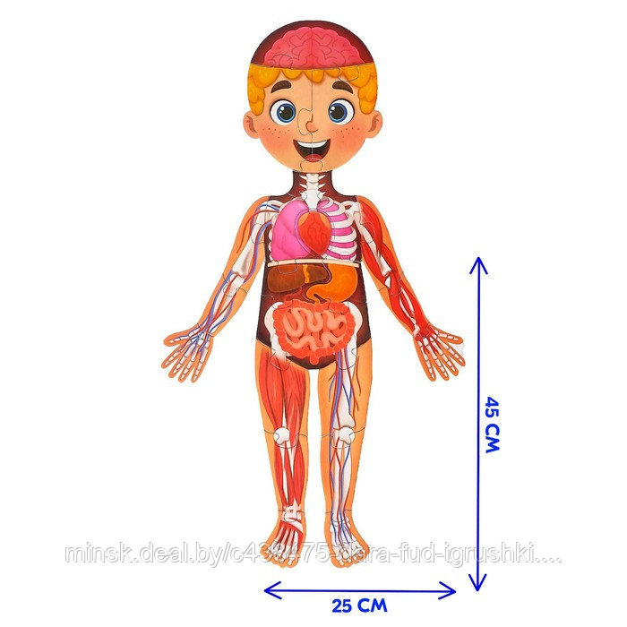 Набор «Моё тело»: мегапазл с обучающей книгой - фото 2 - id-p192466921