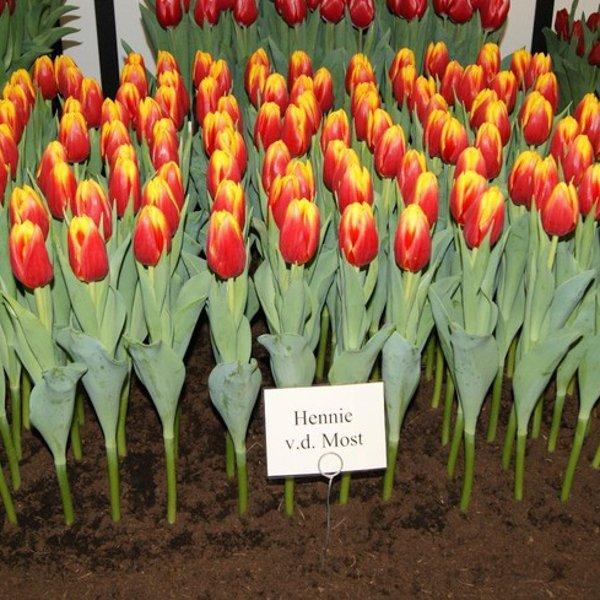 Луковицы тюльпанов Хэнни ван дер Мост - фото 2 - id-p82717330