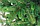 Ель искусственная Бифорес Венера микс светлая / ВНМС 130, фото 3
