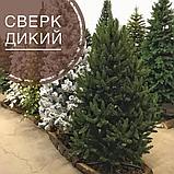 Елка искусственная 1.5 м Сверк Дикий + ПОДАРОК, фото 5