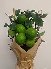 Лимон растение в горшке с плодами на решетке Мейера
