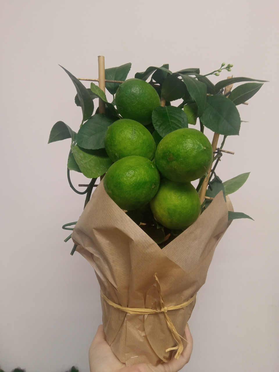 Лимон растение в горшке с плодами на решетке Мейера - фото 2 - id-p192980214