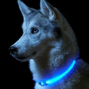 Светящийся ошейник для собак (3 режима, зарядка USB) Синий (Blue), размер М - фото 1 - id-p138959232