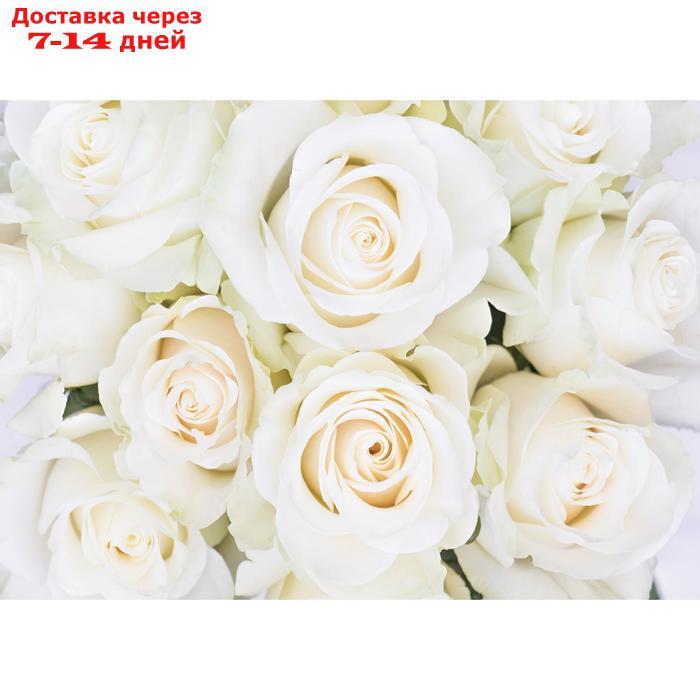 Фотообои "Белые розы" (8 листов), 280х200 см