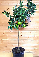 Цитрус Мандарин на штамбе комнатный (Citrus reticulata) высота 120-130 см D горшка 24см