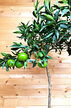 Цитрус Мандарин на штамбе комнатный (Citrus reticulata) высота 120-130 см D горшка 24см, фото 3
