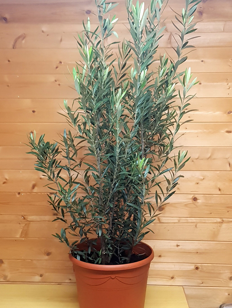 Олива европейская (Olea europaea) Высота 120-130 см, диаметр горшка 34 см - фото 1 - id-p193484599