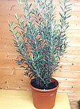 Олива европейская  (Olea europaea)  Высота 120-130 см, диаметр горшка 34 см, фото 2