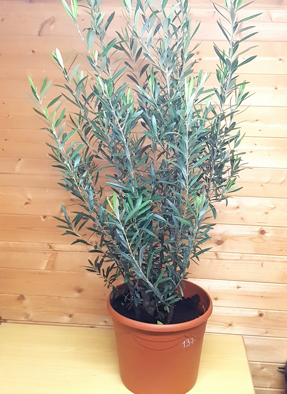 Олива европейская (Olea europaea) Высота 120-130 см, диаметр горшка 34 см - фото 2 - id-p193484599