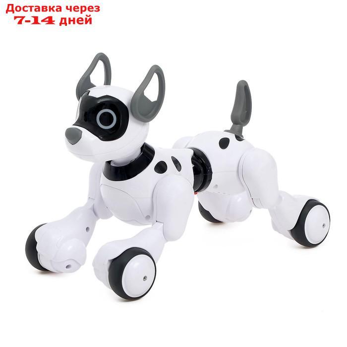 Робот-игрушка радиоуправляемый Собака Koddy, световые и звуковые эффекты, русская озвучка - фото 4 - id-p193700770