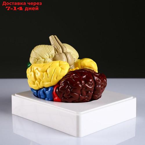 Макет "Мозг человека" 16*15см (ID#193689724), цена: 197 руб., купить на ...