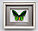 Бабочка Птицекрылка Приам, арт: 16а, фото 3
