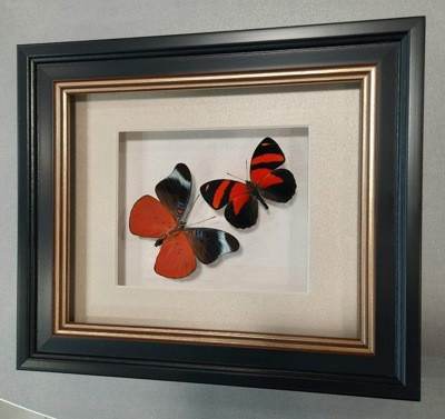 Бабочка Оживший цветок Панацеи и бабочка Летающий самоцвет, арт.: 169в - фото 3 - id-p58649683