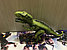 Радиоуправляемая игрушка динозавр Тираннозавр Рекс 48 см свет звук, фото 2
