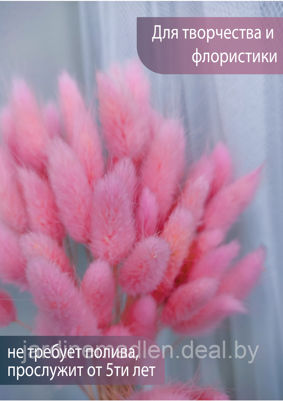 Лагурус сухоцвет, пучок 50 соцветий розовый - фото 2 - id-p194000906