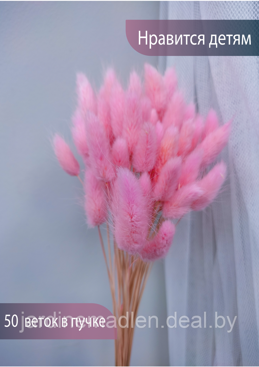 Лагурус сухоцвет, пучок 50 соцветий розовый - фото 3 - id-p194000906