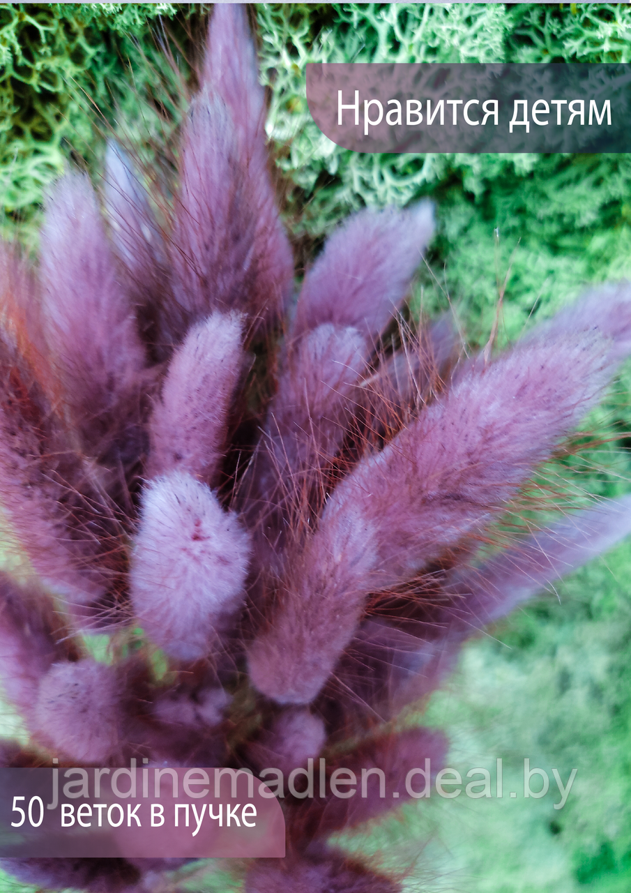 Лагурус сухоцвет, пучок 50 соцветий пыльно-розовый - фото 2 - id-p194000905