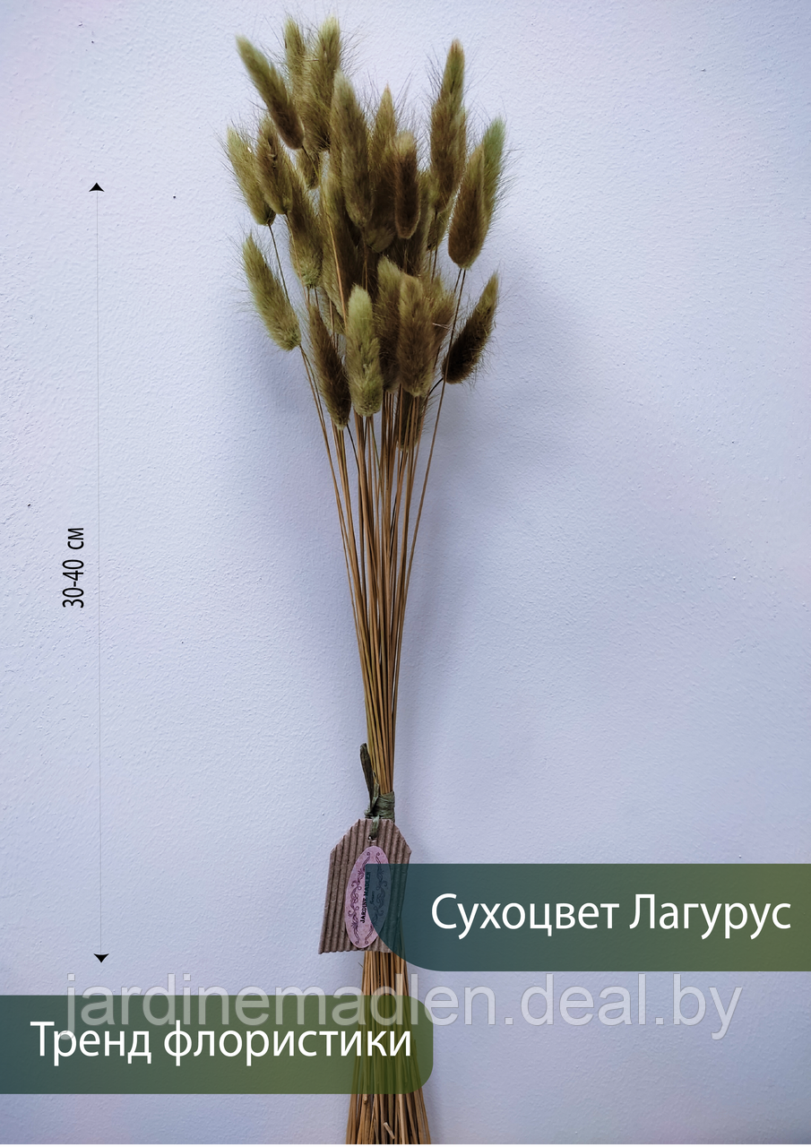 Лагурус сухоцвет, пучок 50 соцветий оливковый - фото 1 - id-p193806694