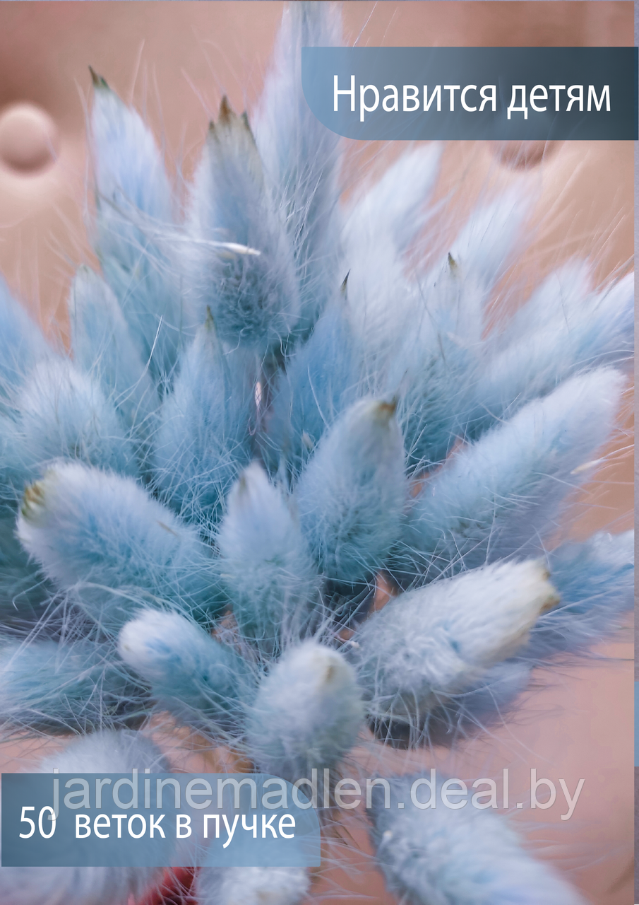 Лагурус сухоцвет,пучок 50 соцветий голубой - фото 2 - id-p194000910