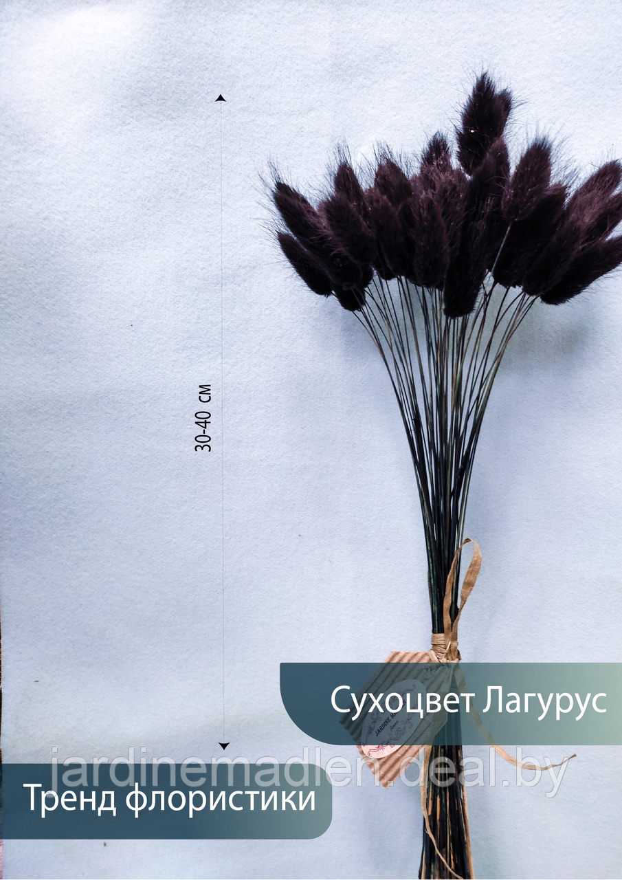 Лагурус сухоцвет, пучок 50 соцветий чёрный - фото 1 - id-p194000912