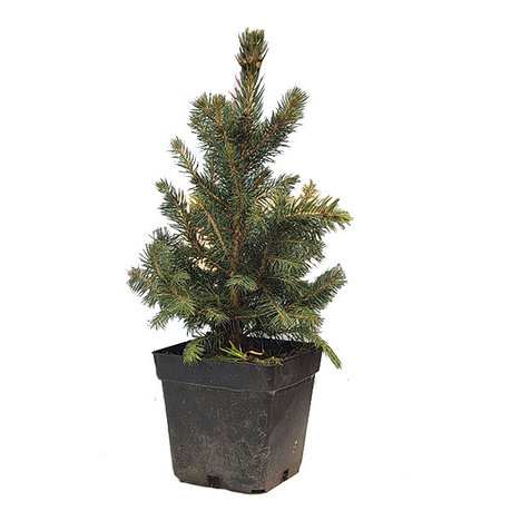 Новогодняя Ель живая настольная Abies 20-40 см, в горшке, фото 2