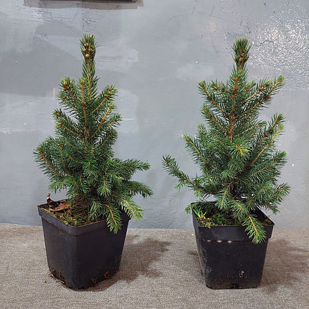 Новогодняя Ель живая настольная Abies 20-40 см, в горшке, фото 2