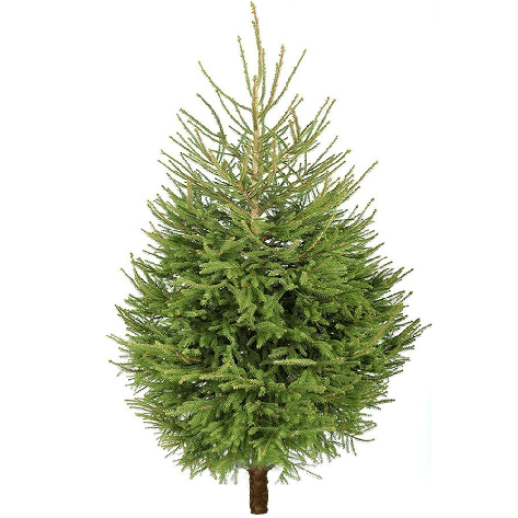 Елка новогодняя живая Abies Европейская 125-150 см, срезка, фото 2