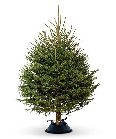 Ель новогодняя живая Abies Европейская 175-200 см, срезка, фото 2