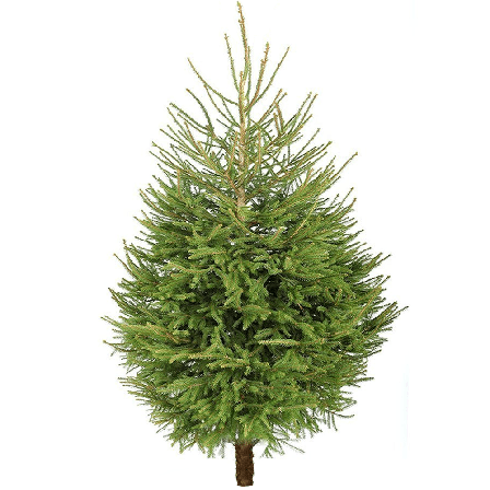 Ель новогодняя живая Abies Европейская 175-200 см, срезка, фото 2