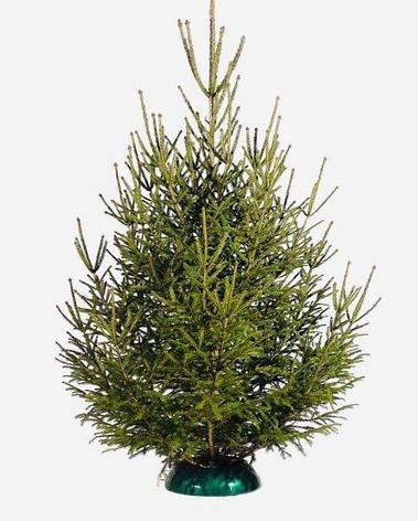 Елка новогодняя живая Abies Европейская 200-225 см, срезка, фото 2