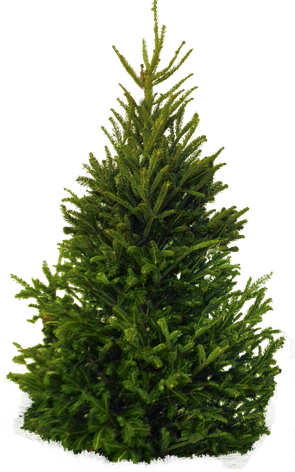 Новогодняя живая ель Abies Европейская 225-250 см, срезка, фото 2