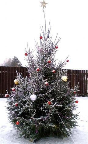 Ель живая новогодняя Abies ПРЕМИУМ 250-280 см, срезка, фото 2
