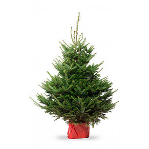 Ель живая новогодняя Abies ПРЕМИУМ 250-280 см, срезка, фото 2