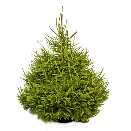 Елка новогодняя живая Abies ПРЕМИУМ 280-320 см, срезка, фото 2
