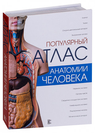 Популярный атлас анатомии человека, фото 2