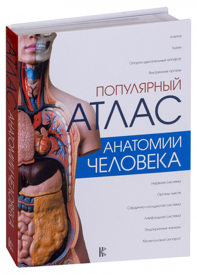 Популярный атлас анатомии человека - фото 1 - id-p194035846